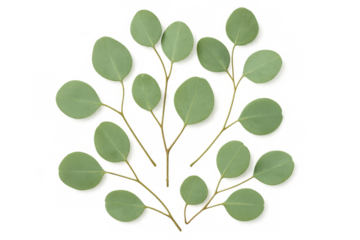 Eucalyptus green foliage spreading across crisp transparent backdrop, highlighting botanical delicate leafy patterns