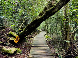 Mysterious hiking trail path through dense mountain forest