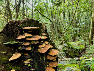 Mushrooms growing on rotten log in mountain forest