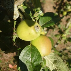 apples on the tree