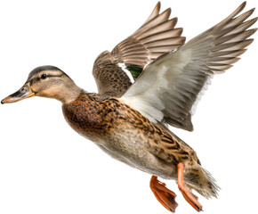Flying duck in action nature scene wildlife photography close-up. Isolated on transparent background, png.