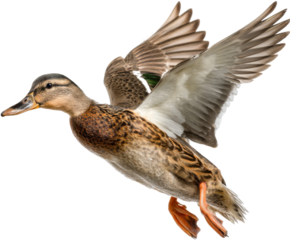 Flying duck in action nature scene wildlife photography close-up. Isolated on transparent background, png.