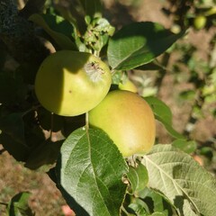 apples on a tree