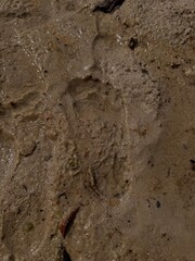 Child's footprint on wet beach sand, summer, vacation 