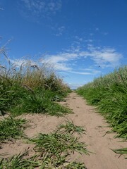 A narrow dirt path winds through a vibrant countryside under a bright blue sky scattered with soft...