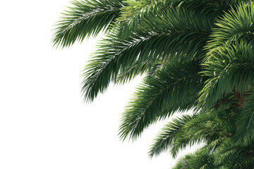 Lush palm fronds reaching out tropical paradise nature close-up. Isolated on transparent background, png.