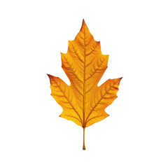 Fototapeta premium Bright Orange Leaf Against Transparent background, Autumn Nature Detail