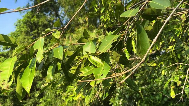 Syzygium cumini leaves on the tree. Jamun plant leaves close up.