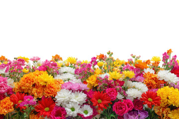 Vibrant flower display garden photography bright colors close-up. Isolated on transparent background, png.