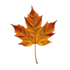 Obraz premium Vibrant Autumn Maple Leaf Isolated on Transparent background