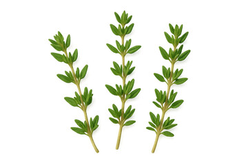 Fototapeta premium Sprigs of fresh thyme arranged on a transparent background, ready for culinary or design projects