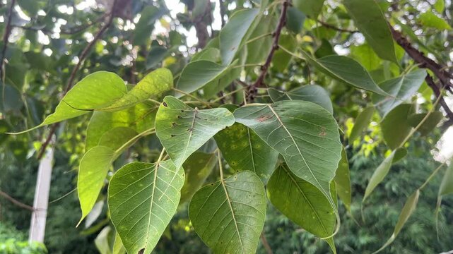 Close shot of sacred fig or peepal tree leaves. Ficus religiosa tree growing in india.
