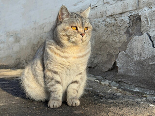 Pretty cat sitting near old wall