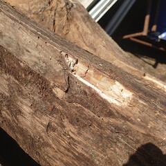 lizard on the tree
