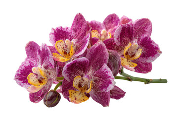 Fototapeta premium Vibrant orchid bloom nature botanical photography. Isolated on transparent background, png.