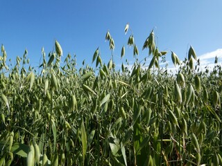 Fototapeta premium lush green oat field under a clear blue summer sky.