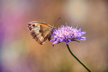 Obraz premium Gentle Giant of the Meadow: The Large Meadow Brown