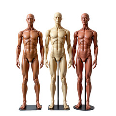 Three Life-Size Male Mannequins in Different Skin Tones, Displaying Anatomy