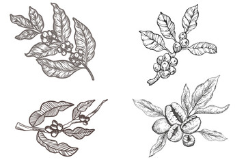 set of black and white hand drawn coffee tree branch with leaf and beans, coffee tree illustration for packaging.