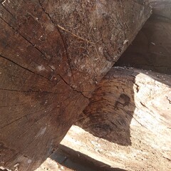 close up of a tree stump