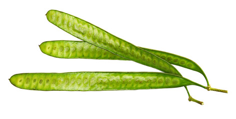 Mimosa green pod with seeds, Acacia dealbata, isolated on white	