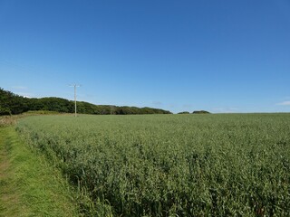 Fototapeta premium A narrow dirt path winds through a vibrant countryside under a bright blue sky scattered with soft white clouds. 