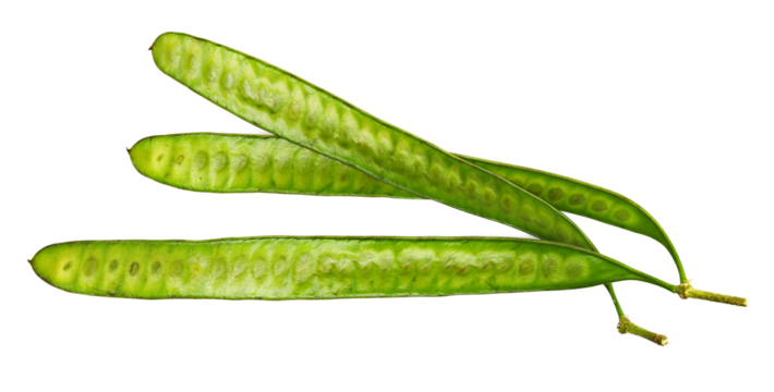 Mimosa green pod with seeds, Acacia dealbata, isolated on white	