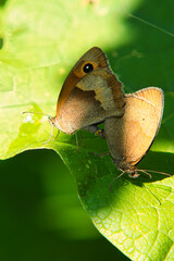 Obraz premium Gentle Giant of the Meadow: The Large Meadow Brown