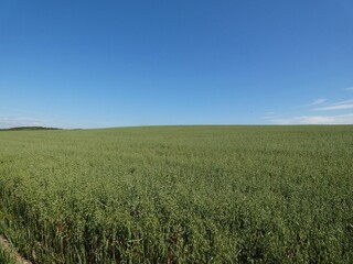 Obraz premium lush green oat field under a clear blue summer sky.