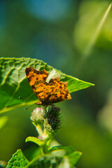 Comma Butterfly in Summer Stillness

