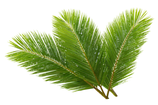 Lush green palm leaves nature close-up fresh tropical vibe. Isolated on transparent background, png.