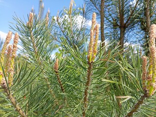 pine tree branches