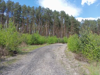 road in the forest