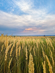 Vertical photo of a golden field with tall dry grass under colorful cloudy sky at sunset. Taken in rural Croatia. Natural landscape with soft evening light, peaceful atmosphere, copy space in the sky.