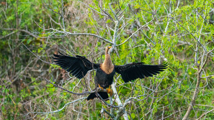 Tierwelt der Everglades