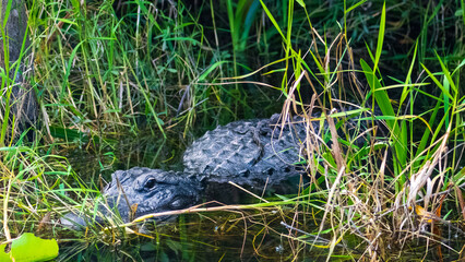 Tierwelt der Everglades