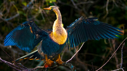 Naklejka premium Tierwelt der Everglades