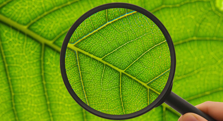 Close up of a green leaf being examined with a magnifying glass showing intricate vein structure