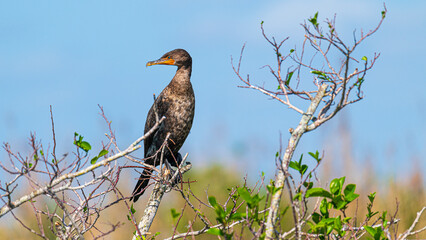 Tierwelt der Everglades