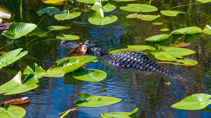 Tierwelt der Everglades