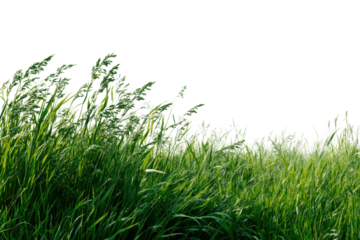 Waving grass in sunny meadow nature scene outdoor photography. Isolated on transparent background, png.