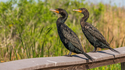 Tierwelt der Everglades