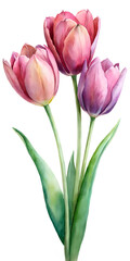 Fototapeta premium Watercolor Tulip Bouquet Illustration with Pink and Purple Flowers on Transparent Background