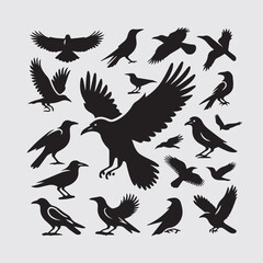 crow on a white background