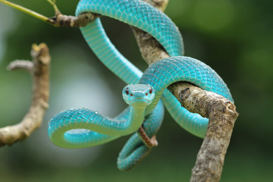 Close-up of a white-lipped island pit viper (Trimeresurus insularis) coiled on a branch, Indonesia