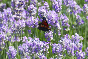 European peacock butterfly (Aglais io) perched on lavender in Zurich, Switzerland