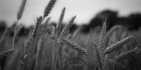 Obraz premium Close-up of wheat stalks in a field on a summer day, in black and white.