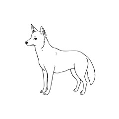 Dingo dog sketch, simple line drawing representing the animal  