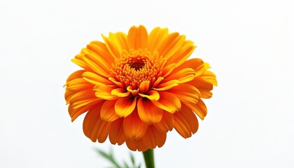 Vibrant orange marigold flower isolated on clean white background. Features delicate petals, rich color, generative AI creation technology. Perfect for floral design, nature imagery, artistic