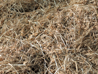 Dry grass background